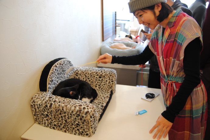 潜入レポ 猫カフェ婚活 ねこんかつ とは レッツエンジョイ東京