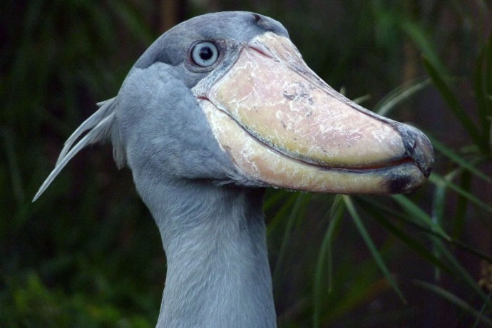 なぜ人気 上野動物園 動かない鳥 ハシビロコウの魅力 レッツエンジョイ東京