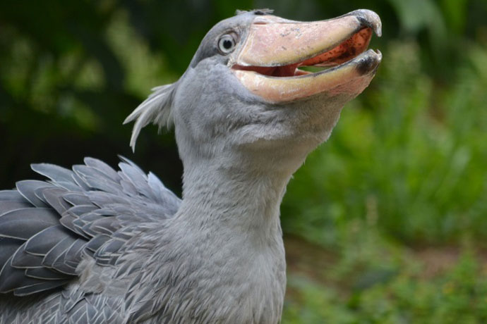 なぜ人気 上野動物園 動かない鳥 ハシビロコウの魅力 レッツエンジョイ東京 なぜ人気 上野動物園 動かない鳥 ハシビロコウの魅力 レッツエンジョイ東京
