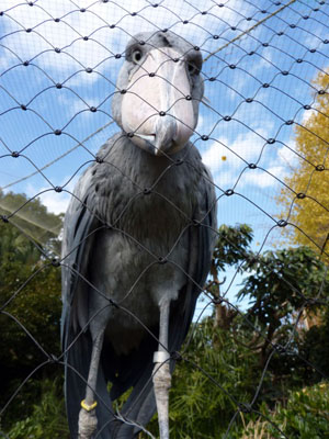 なぜ人気 上野動物園 動かない鳥 ハシビロコウの魅力 レッツエンジョイ東京