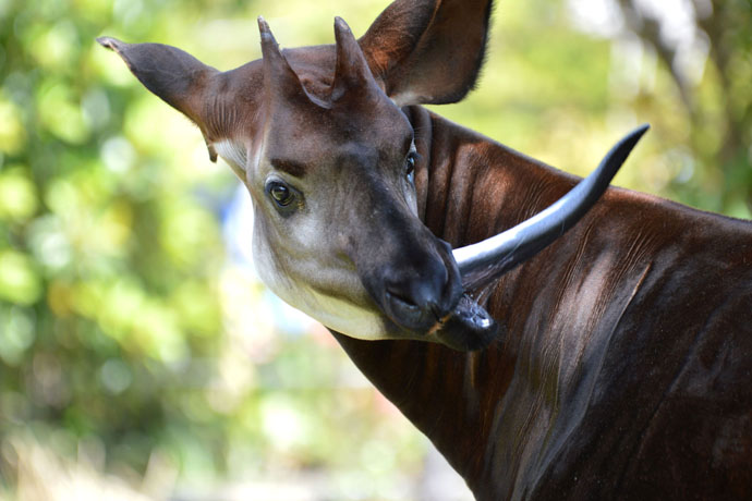 上野動物園に全部いる 通説 世界三大珍獣 とは レッツエンジョイ東京