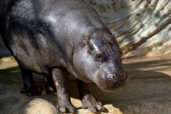 上野動物園に全部いる 通説 世界三大珍獣 とは レッツエンジョイ東京