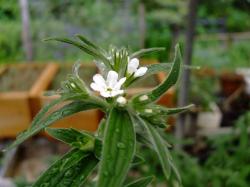 野草園 深大寺自然広場内 レッツエンジョイ東京