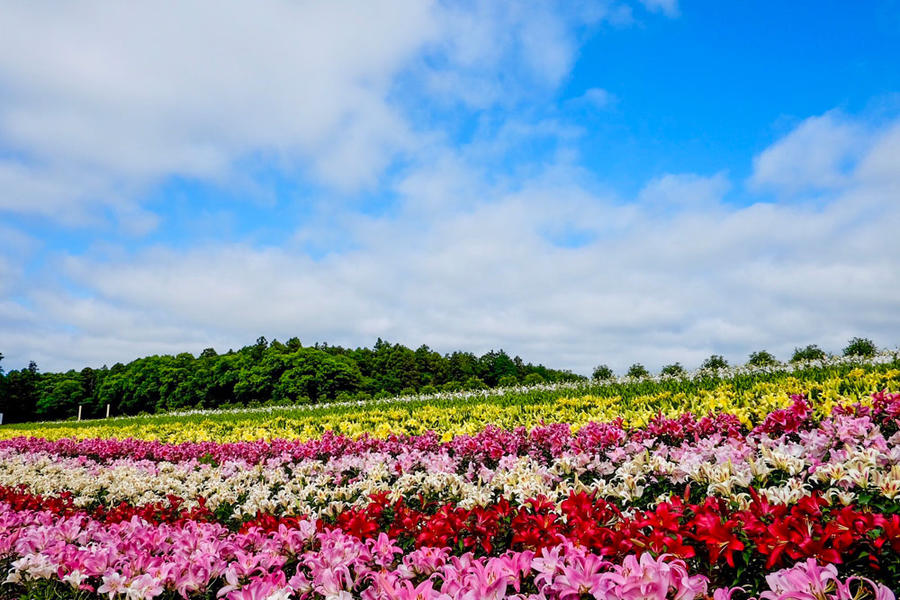 東京ドイツ村のイベント アクセス レッツエンジョイ東京 東京ドイツ村のイベント アクセス レッツエンジョイ東京