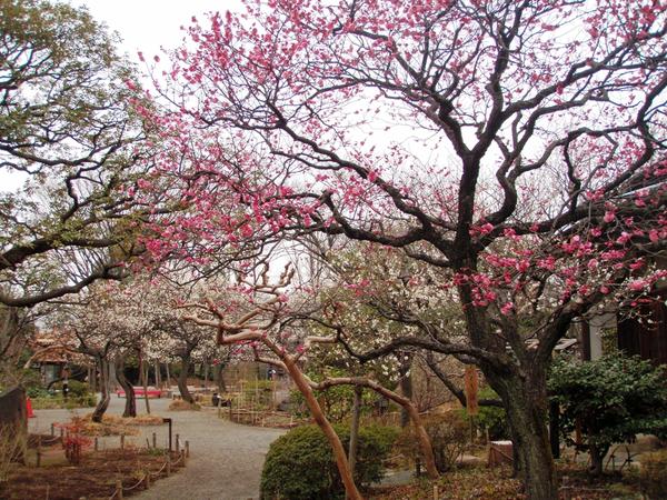 向島百花園 レッツエンジョイ東京