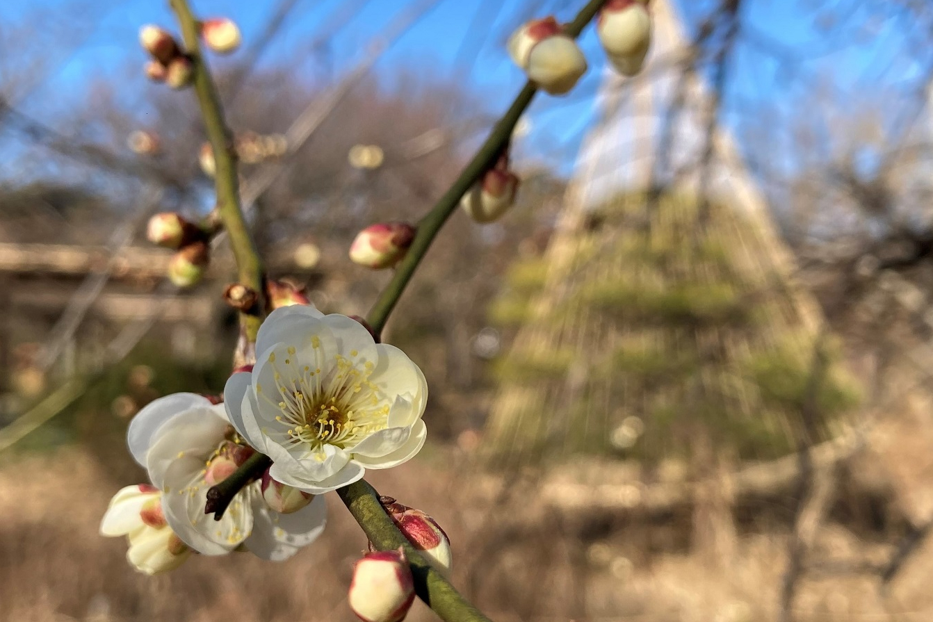 向島百花園 レッツエンジョイ東京