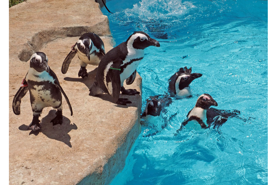 狭山市立智光山公園こども動物園 レッツエンジョイ東京