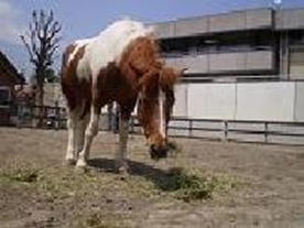 碑文谷公園こども動物広場 レッツエンジョイ東京
