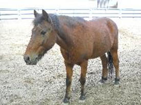 碑文谷公園こども動物広場 レッツエンジョイ東京