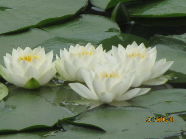 県立三ツ池公園のイベント アクセス レッツエンジョイ東京