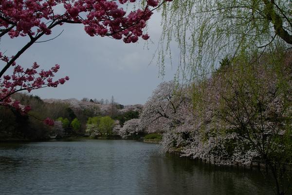 県立三ツ池公園のイベント アクセス レッツエンジョイ東京