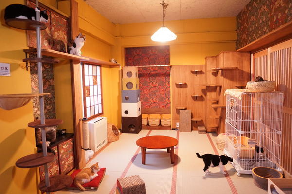 ネコリパブリック東京お茶の水店 レッツエンジョイ東京