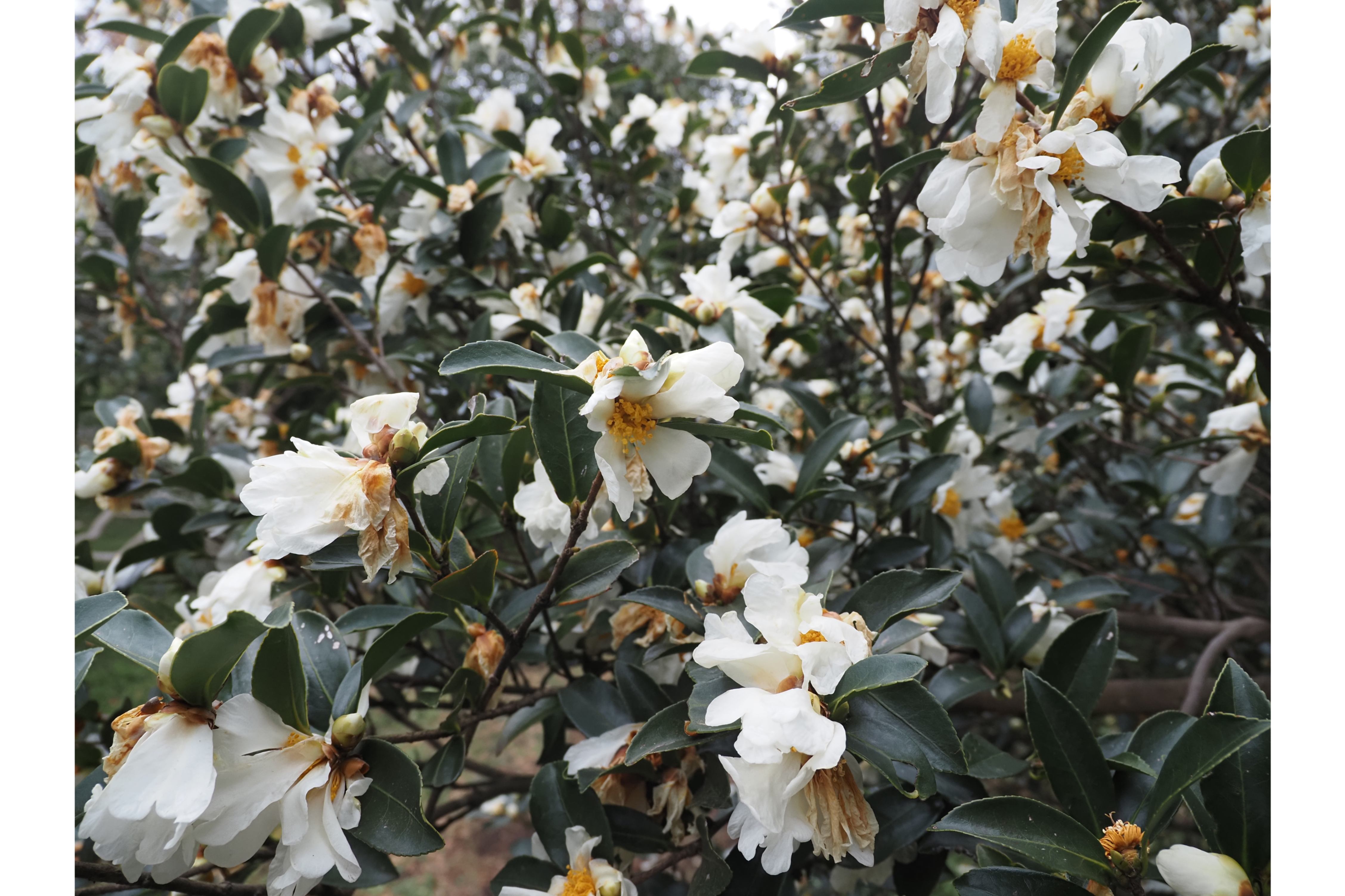 東京大学大学院理学系研究科附属植物園 小石川植物園 レッツエンジョイ東京