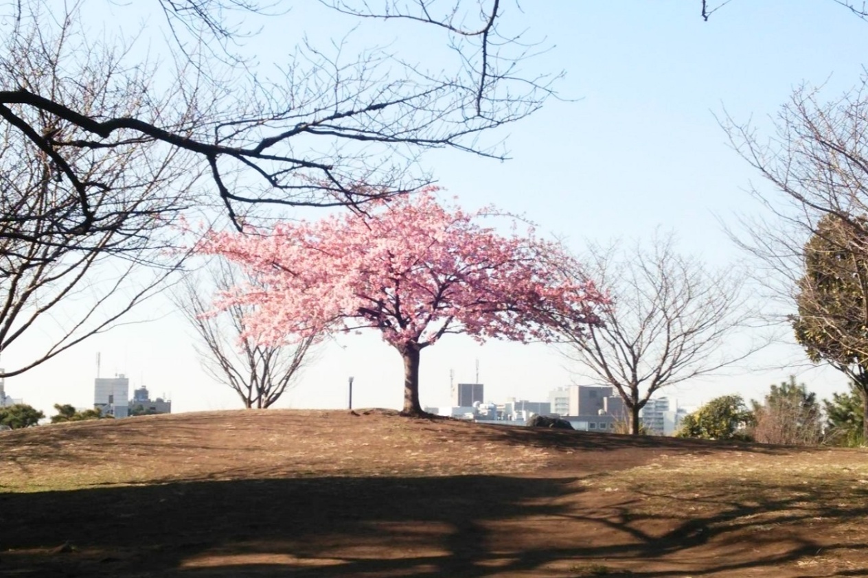 西郷山公園 レッツエンジョイ東京