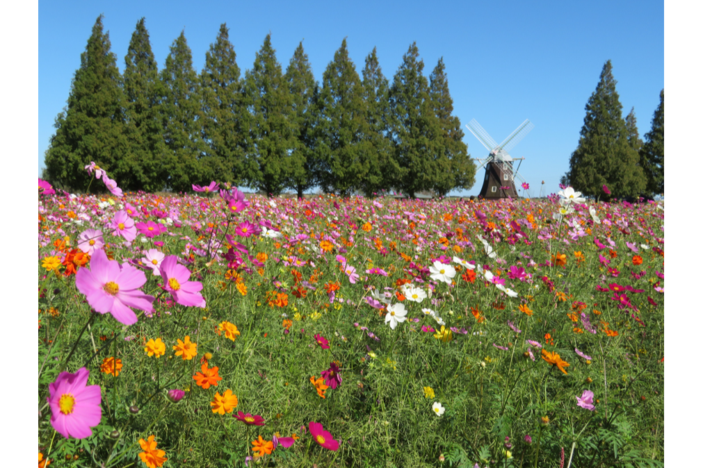 あけぼの山農業公園｜レッツエンジョイ東京
