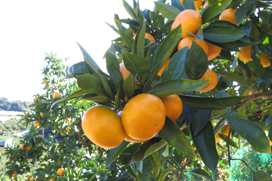津久井浜観光農園 レッツエンジョイ東京