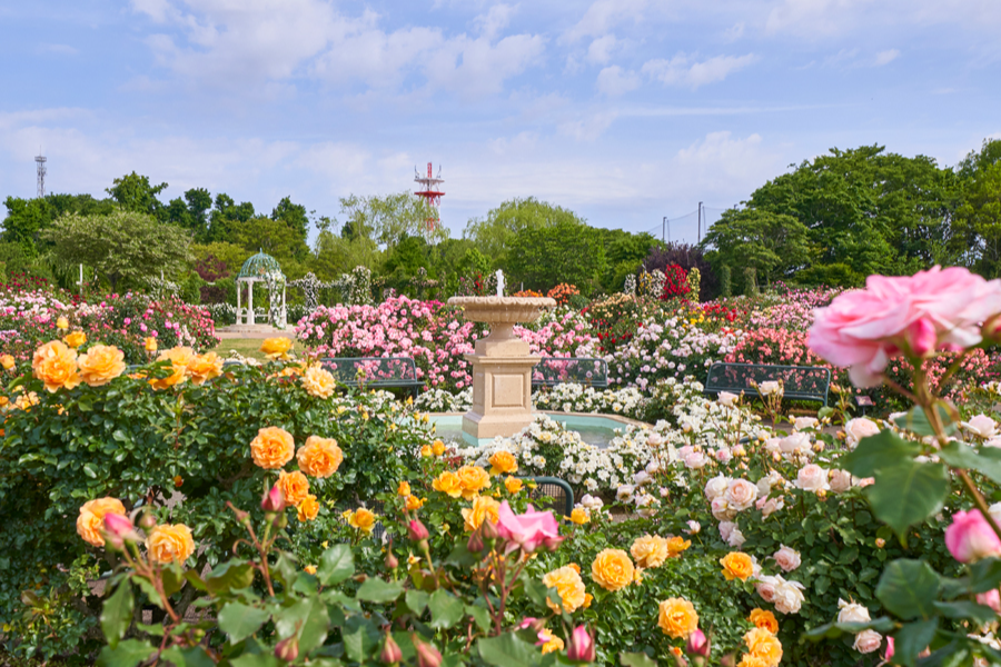 京成バラ園 レッツエンジョイ東京