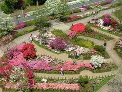 平成つつじ公園 レッツエンジョイ東京