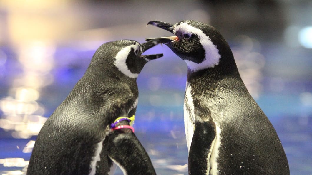 すみだ水族館