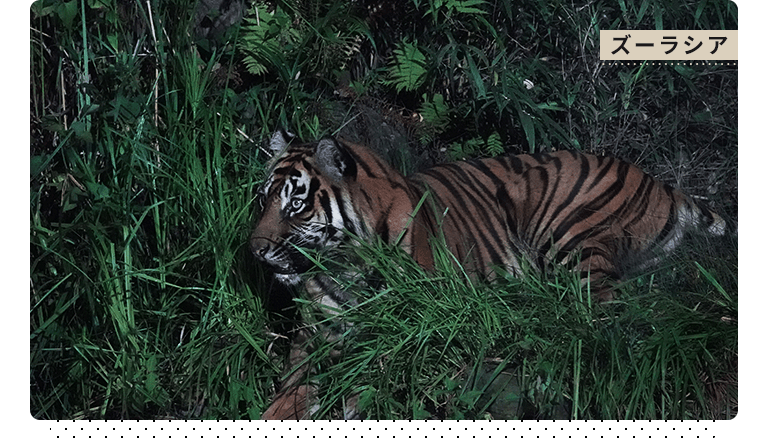 3つの動物園で同時開催 真夏の夜だけのドキドキ体験 よこはま夜