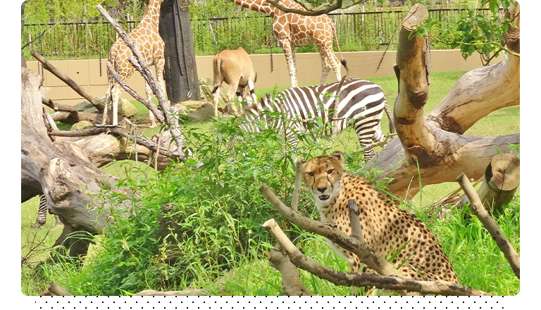 3つの動物園で同時開催 真夏の夜だけのドキドキ体験 よこはま夜の動物園2023 | レッツエンジョイ東京