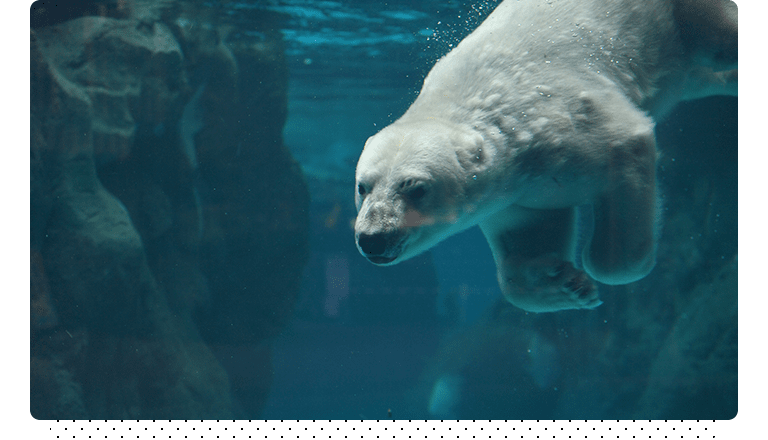 3つの動物園で同時開催 真夏の夜だけのドキドキ体験 よこはま夜の動物園2023 | レッツエンジョイ東京