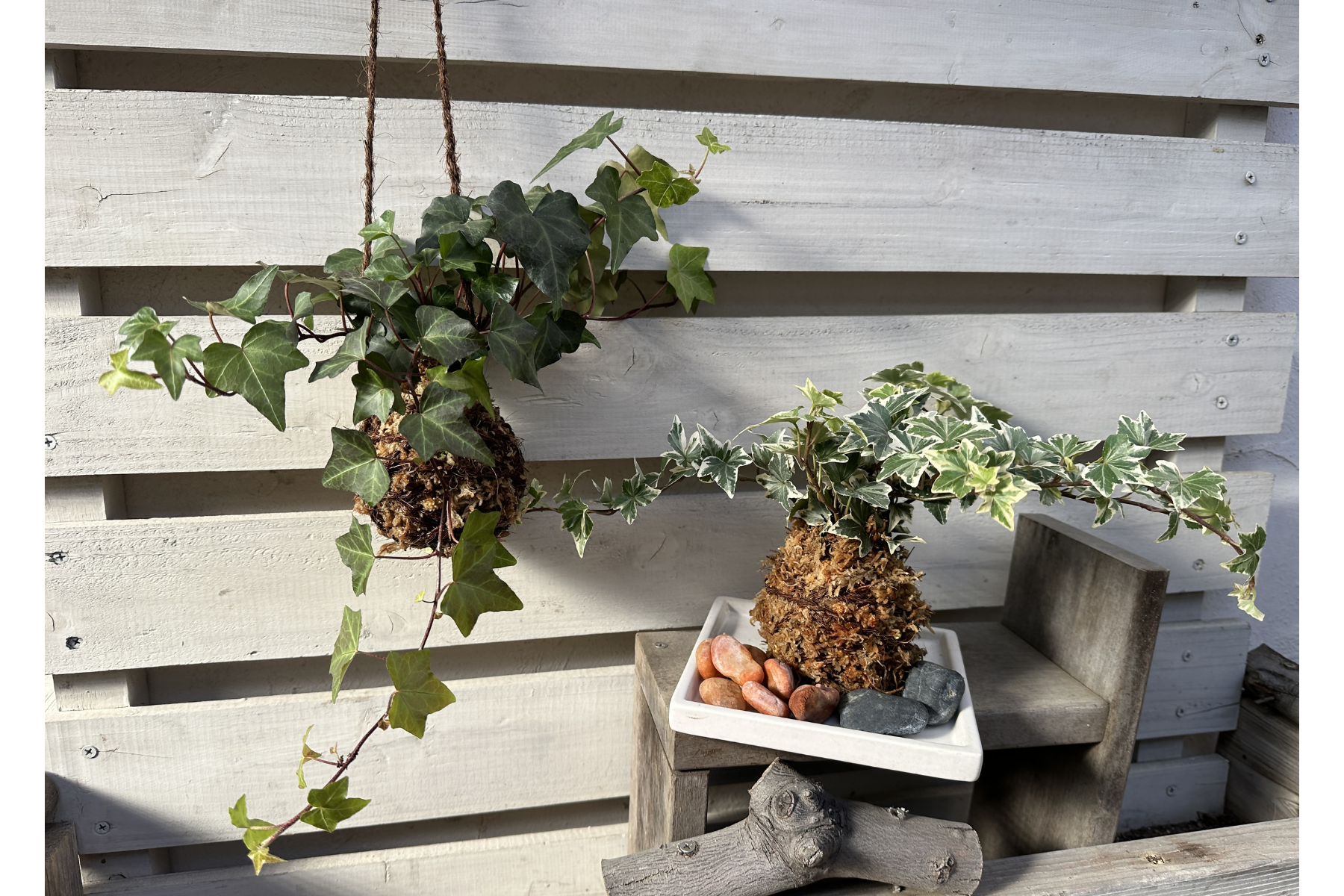 苔玉づくり体験