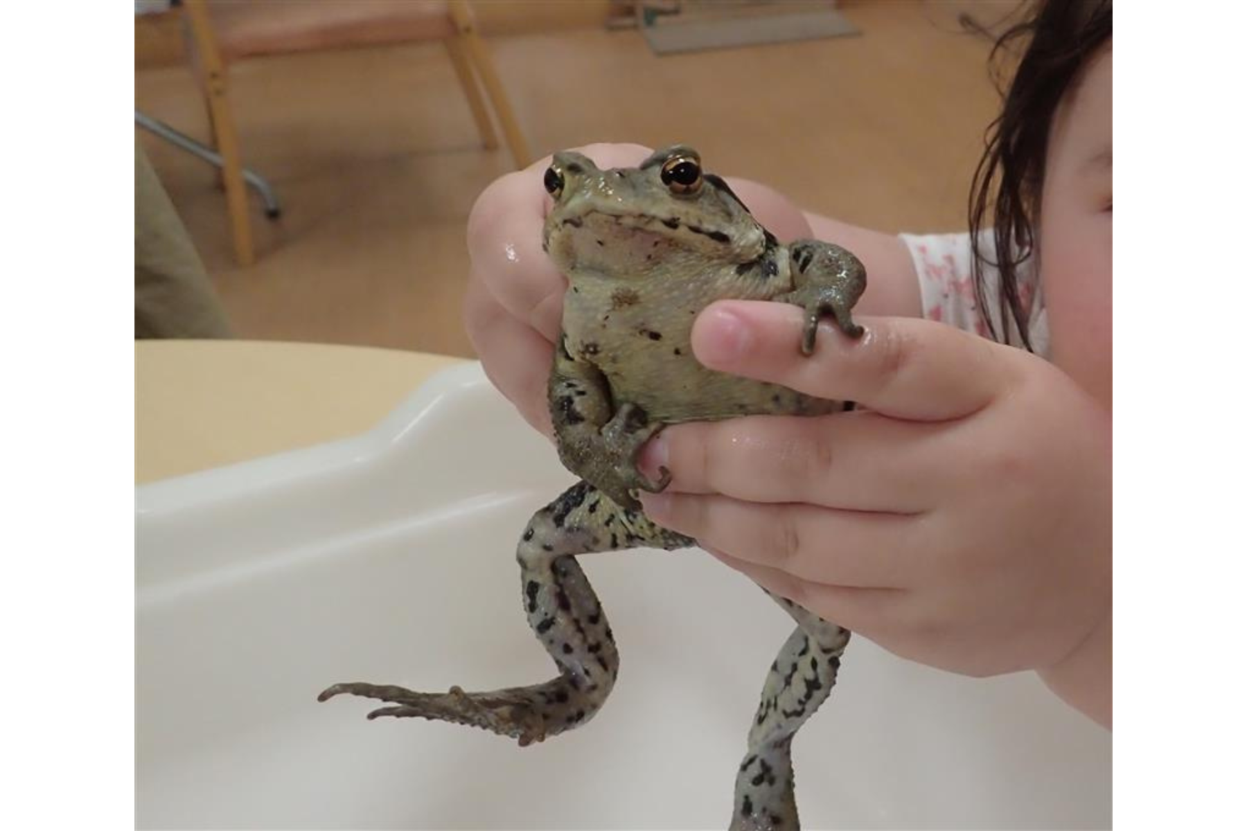 練馬の生きものふれあいコーナー＆野鳥観察ツアー