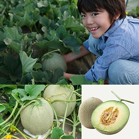 熊本県産「まるごとメロン」収穫体験