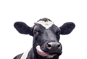 投票ありがとうございました！