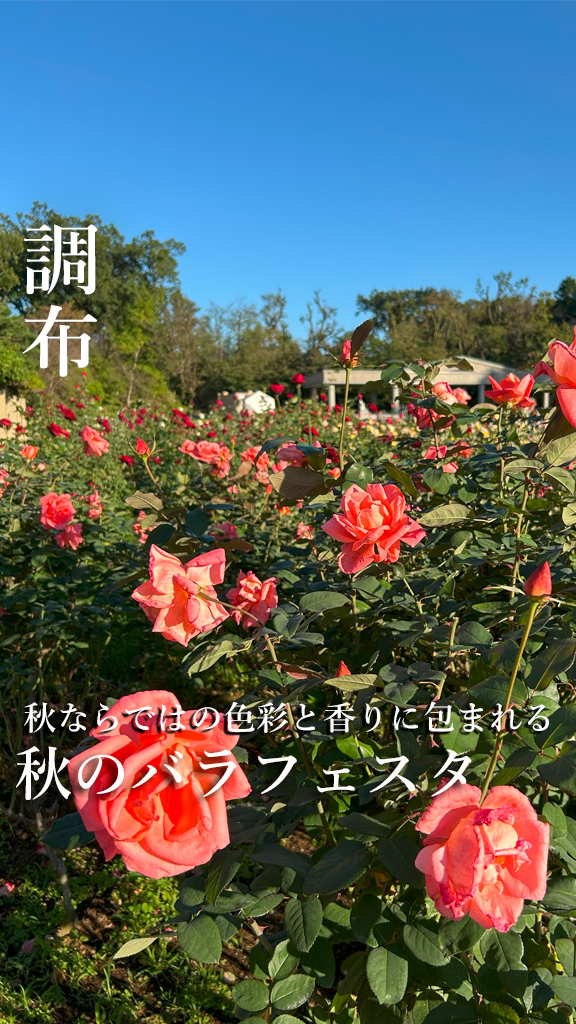 秋のバラフェスタ