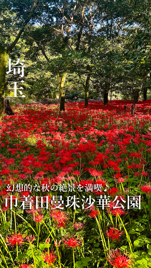 巾着田曼珠沙華まつり