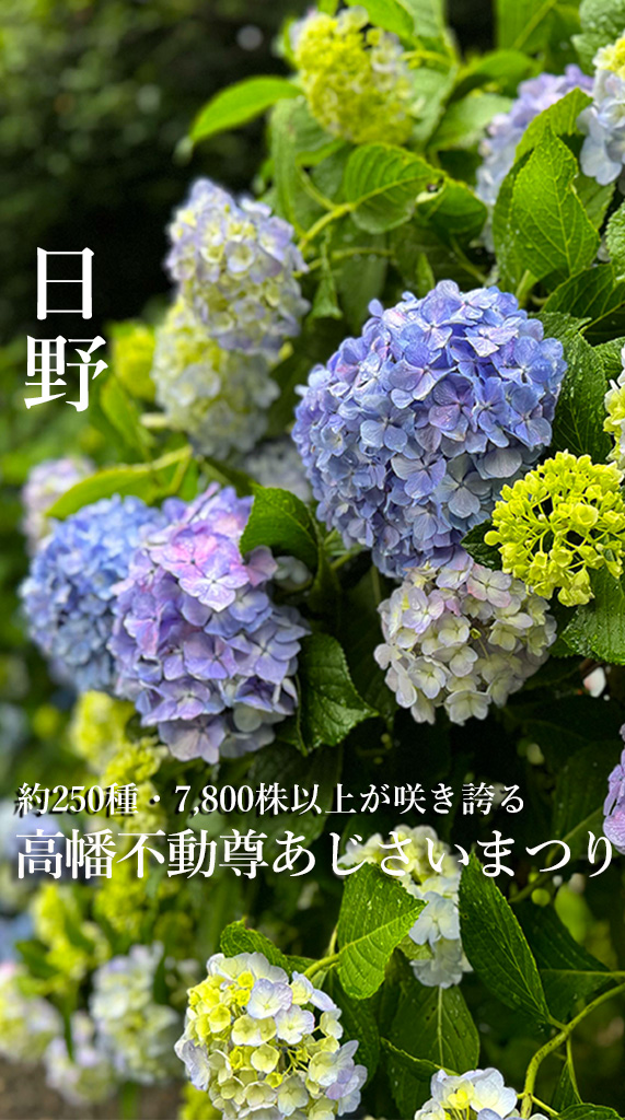 高幡不動尊あじさいまつり 2026